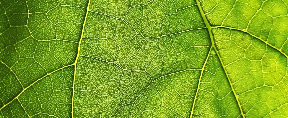 EL metsade raadamise määrus (EUDR)